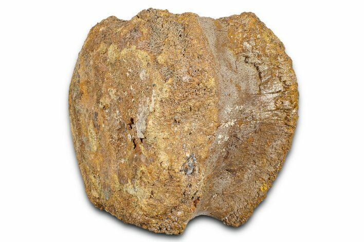 Hadrosaur (Edmontosaurus) Caudal Vertebra Centrum - Wyoming #370680
